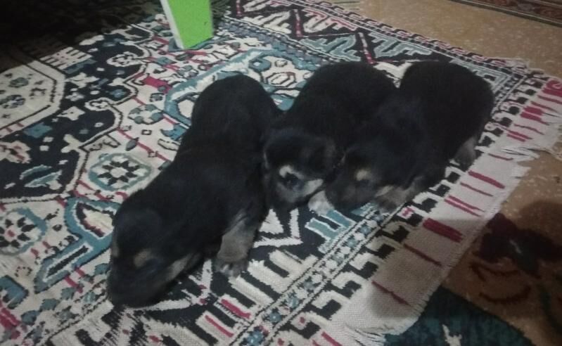 Овчарка - Кёнеургенч - img 4