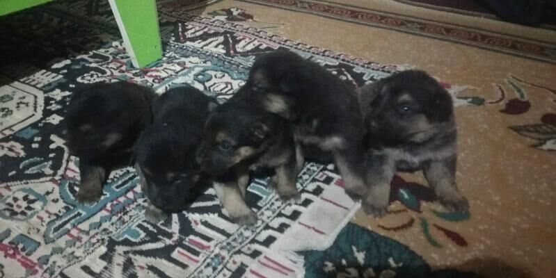 Афчарка Чага - Кёнеургенч - img 3