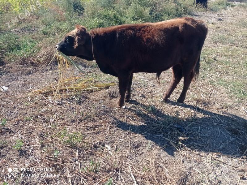 ökuz paroda - Кёнеургенч - img 2