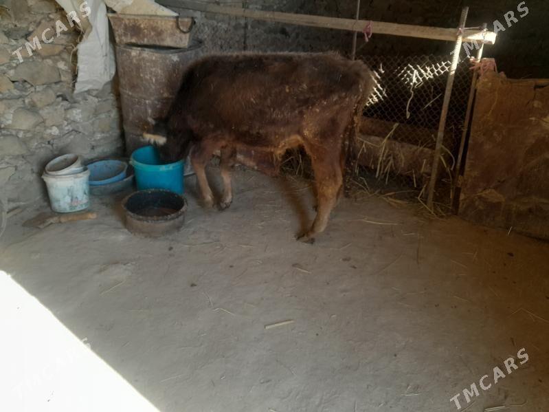 Okuzce - Гызыларбат - img 2