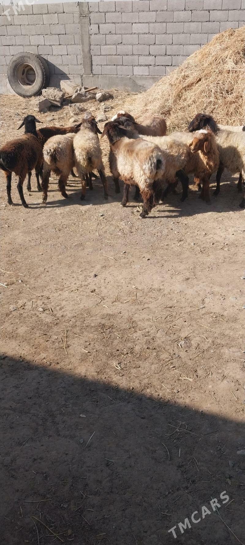 tokly - Бахарден - img 4