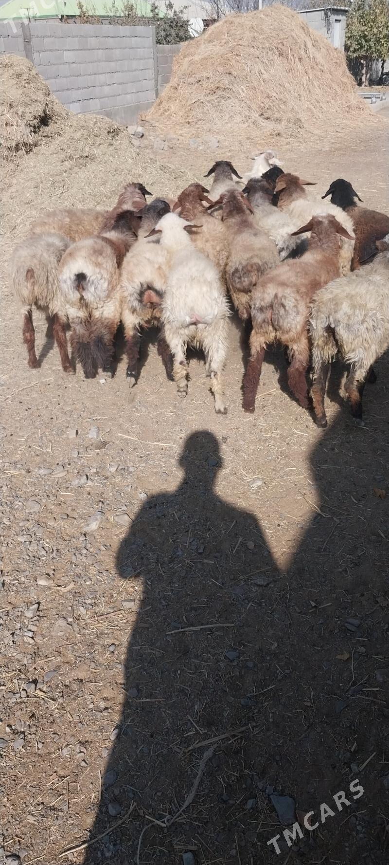 tokly - Бахарден - img 6