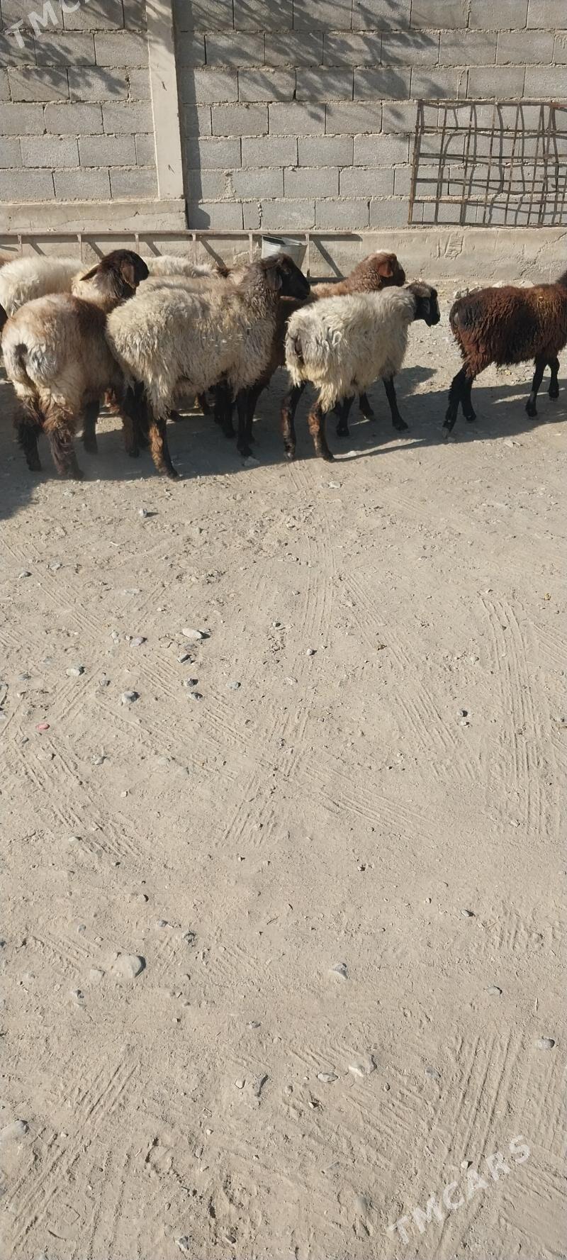 tokly - Бахарден - img 3