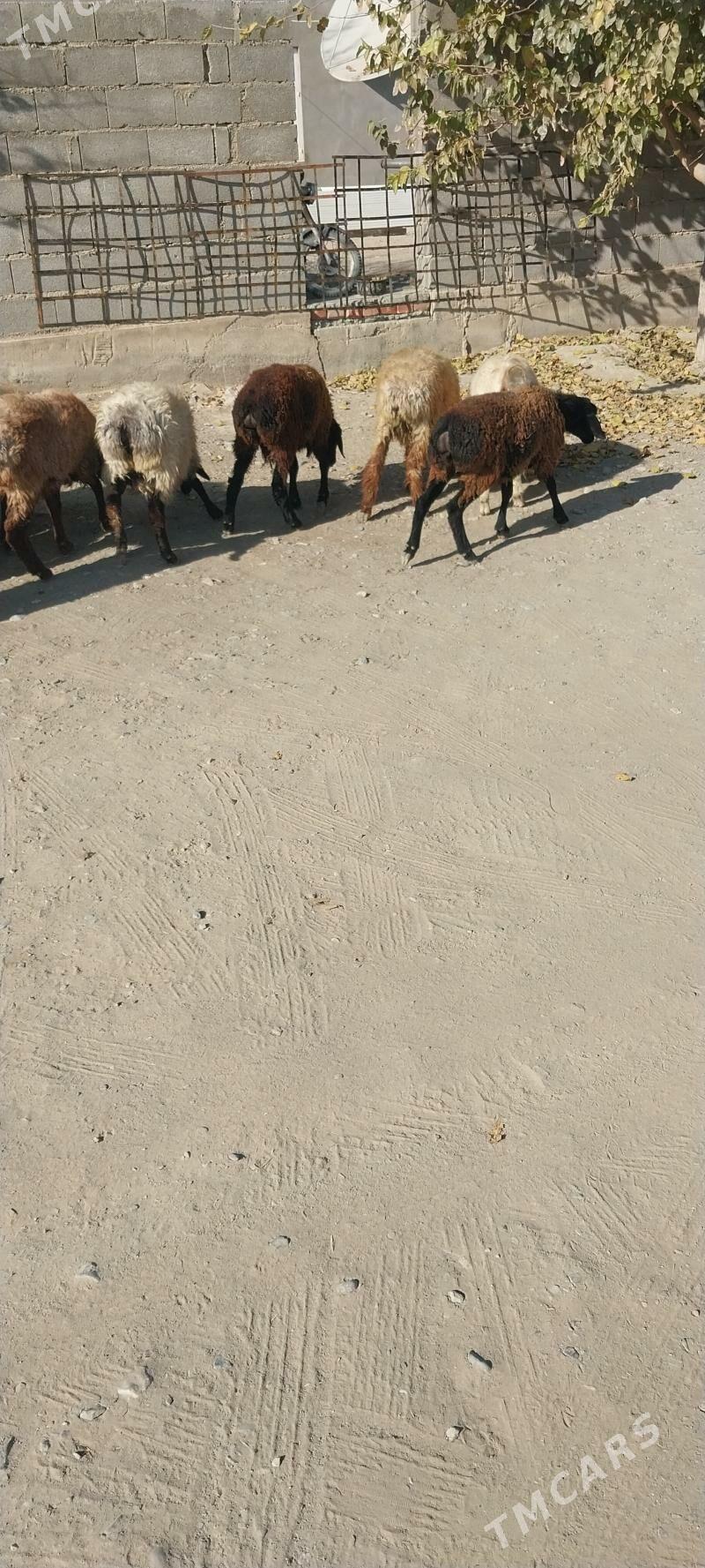 tokly - Бахарден - img 2