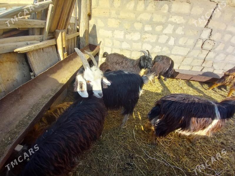 çewiş tokly - Гызыларбат - img 4