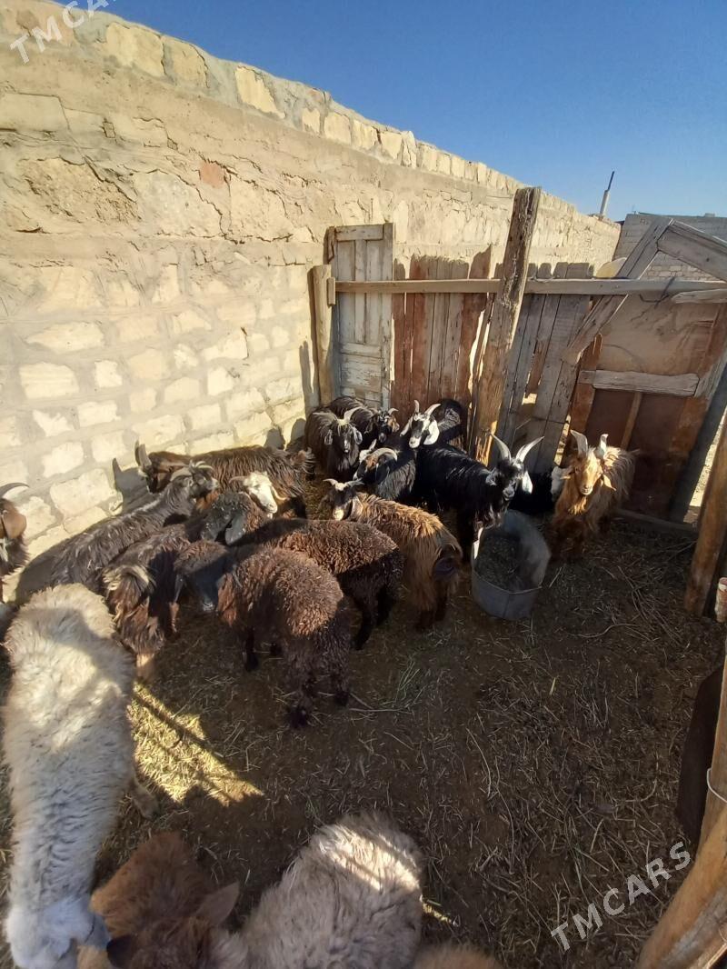 çewiş tokly - Гызыларбат - img 2