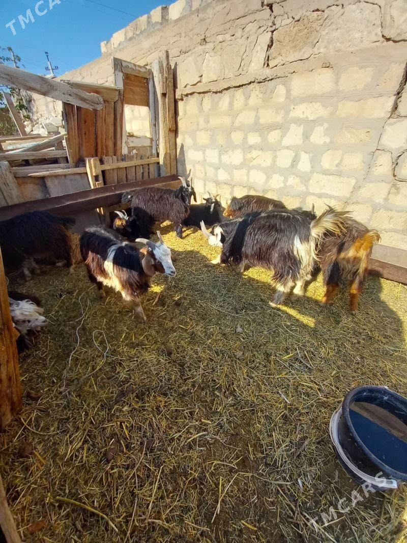 çewiş tokly - Гызыларбат - img 3