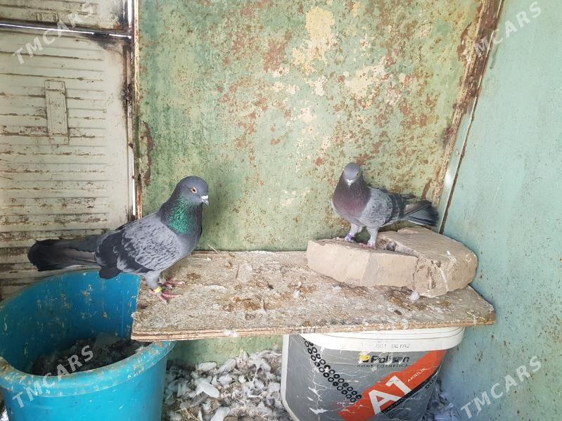 ady kepter - Туркменабат - img 2