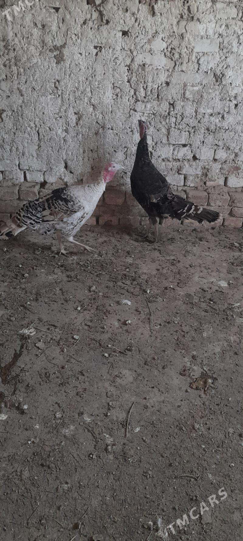 induk - Кака - img 2