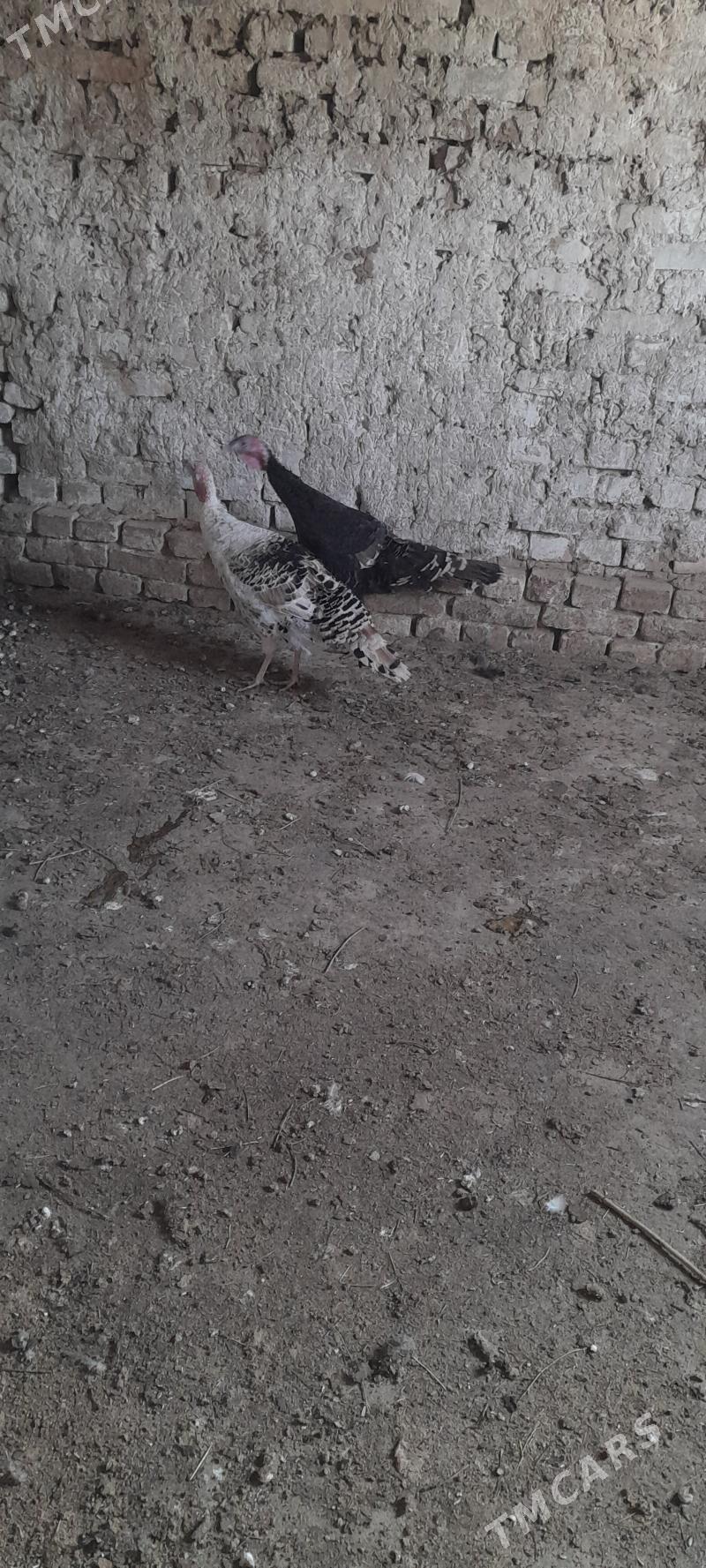 induk - Кака - img 4