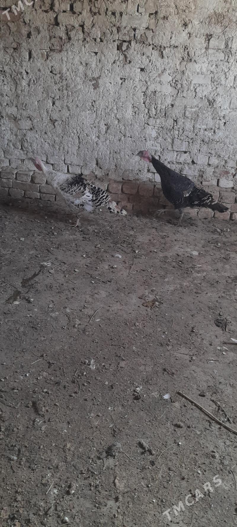 induk - Кака - img 5