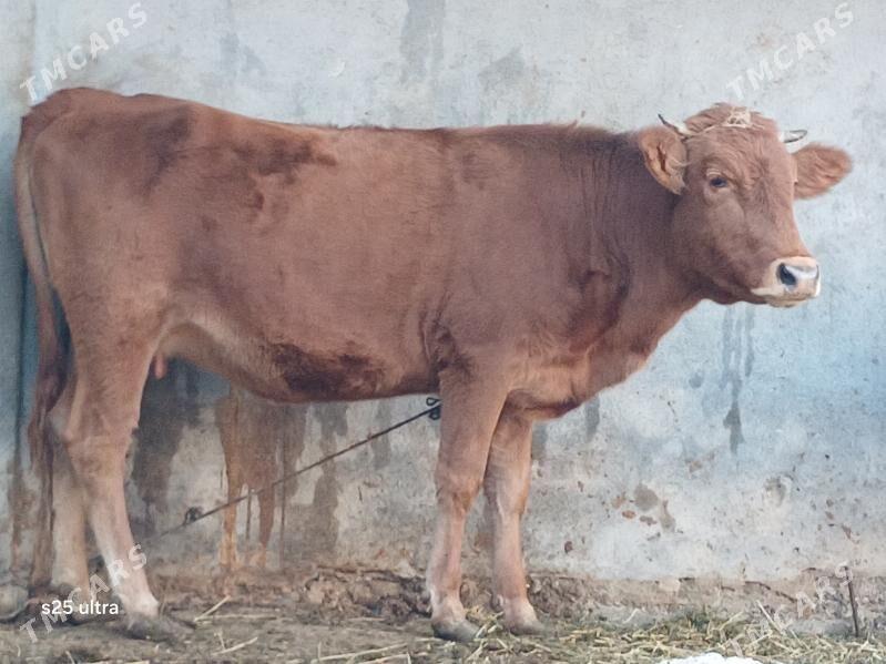 bakylan tuwe - Büzmeýin - img 2