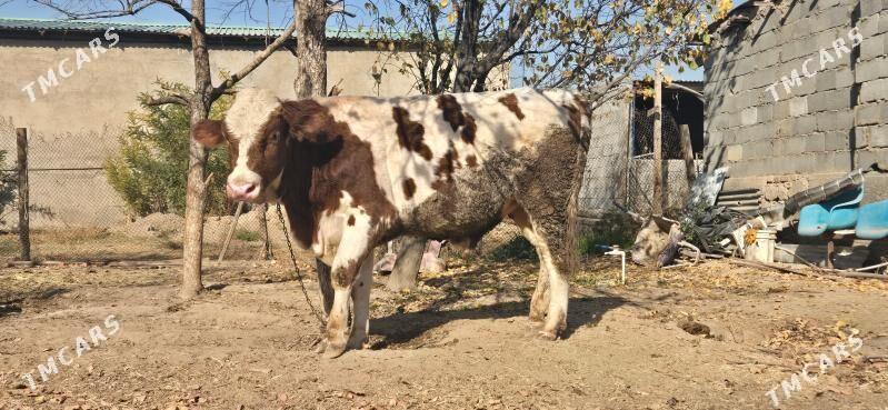 semental okuz - Aşgabat - img 3