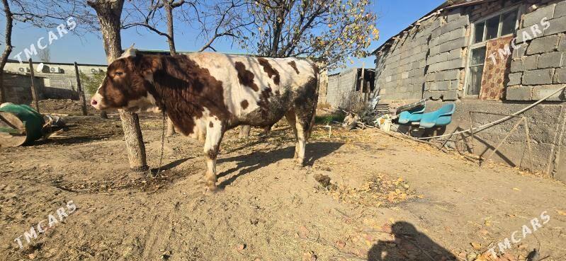 semental okuz - Aşgabat - img 2