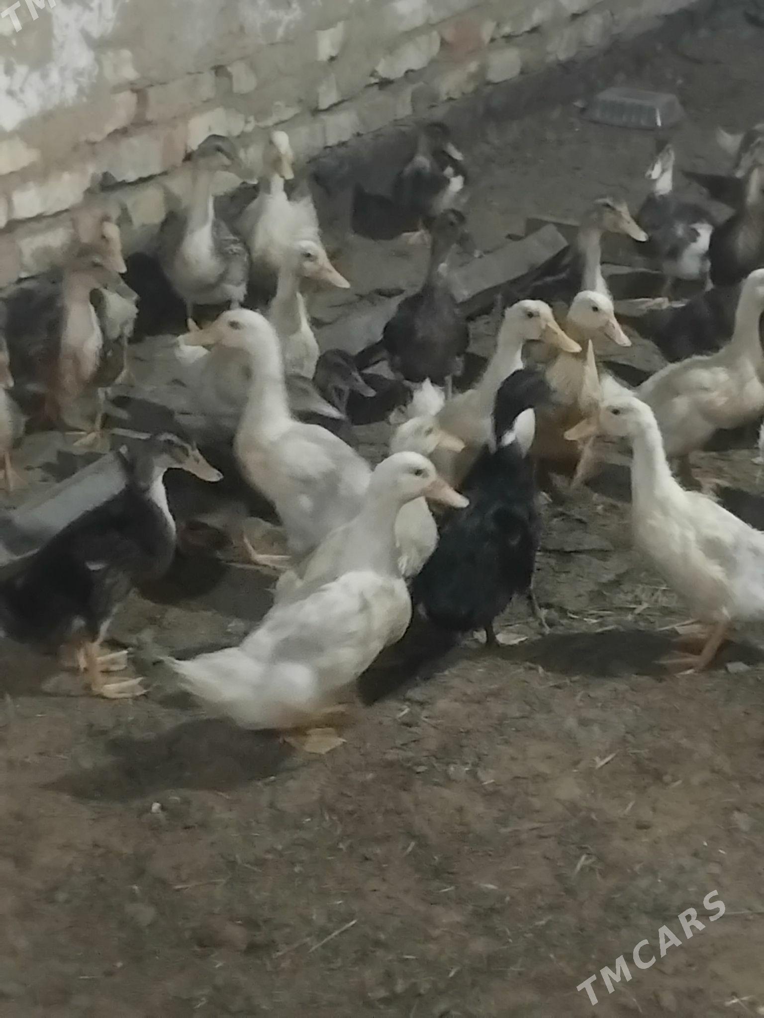 gak gak ordek 100 - Мары - img 3