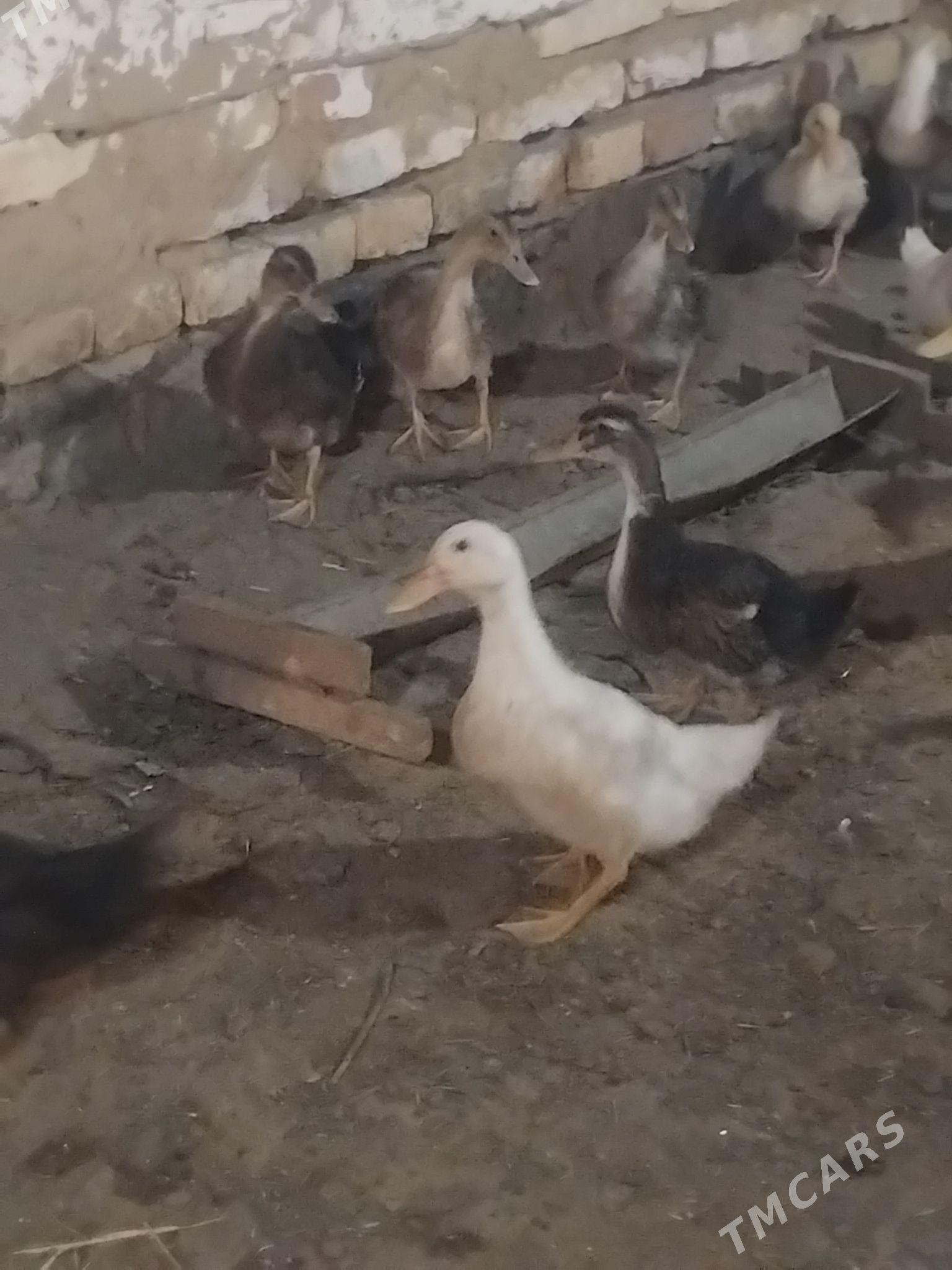 gak gak ordek 100 - Мары - img 6