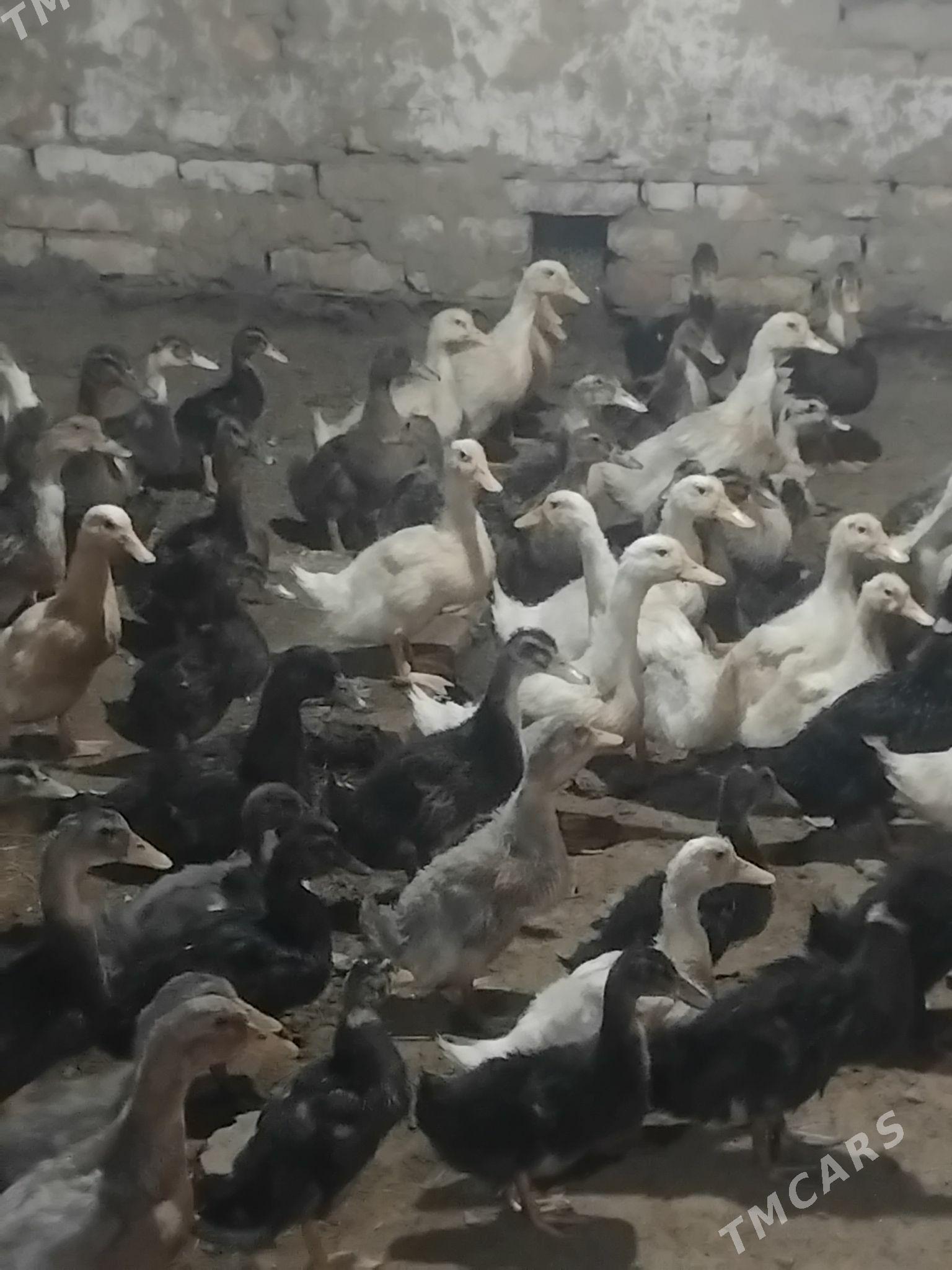 gak gak ordek 100 - Мары - img 2