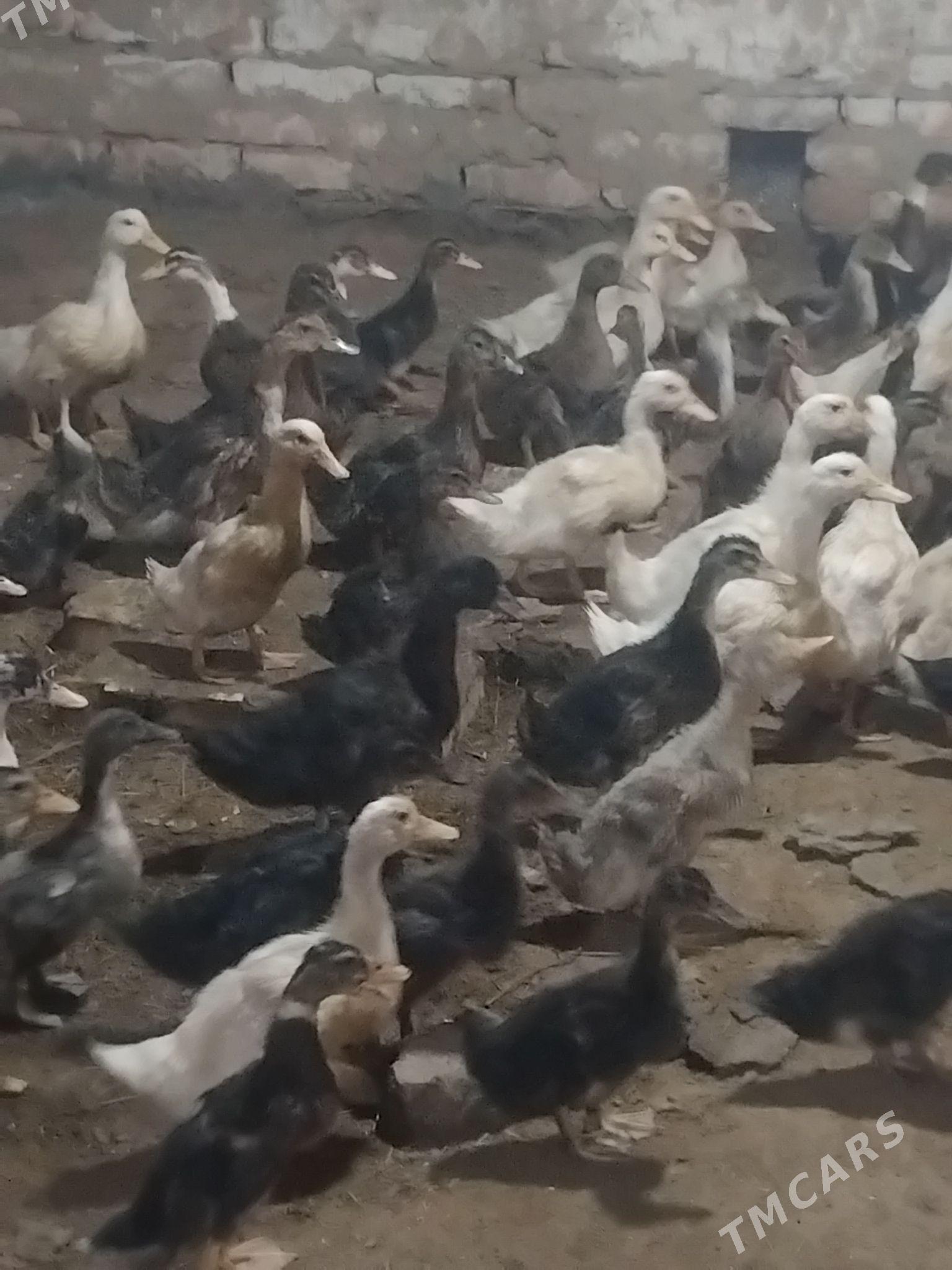 gak gak ordek 100 - Мары - img 4