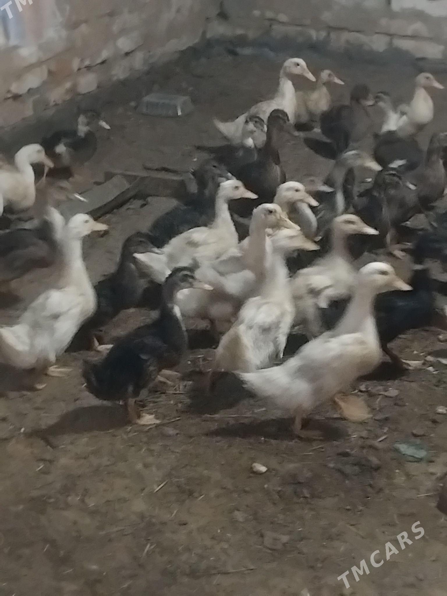 gak gak ordek 100 - Мары - img 5