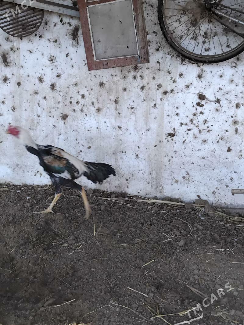 baysow horaz - Çärjew - img 2