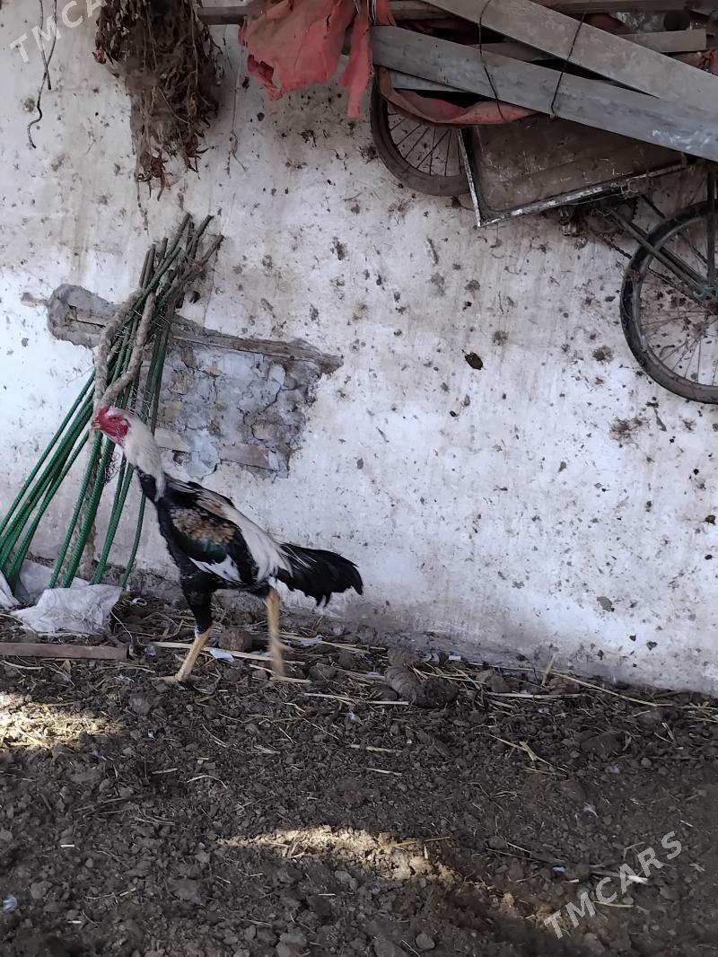 baysow horaz - Çärjew - img 3