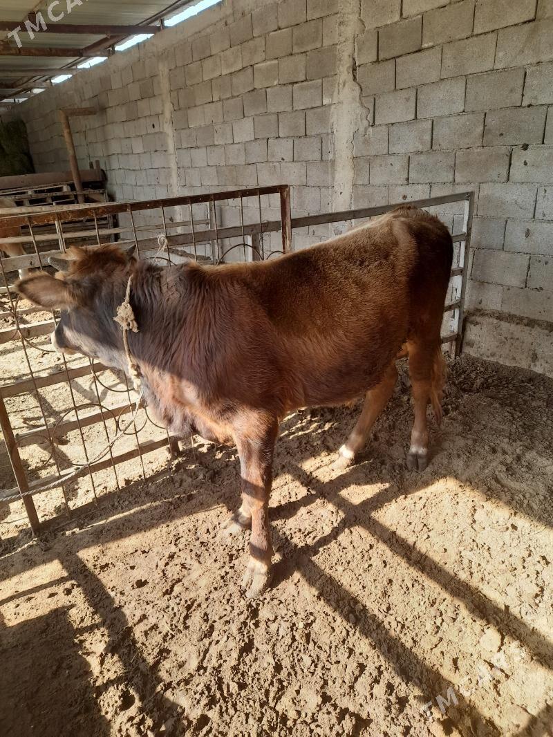 ökuz - Анев - img 4