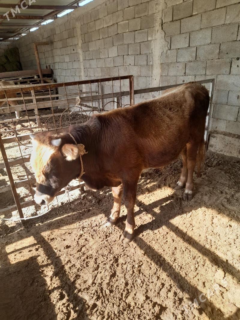 ökuz - Анев - img 5