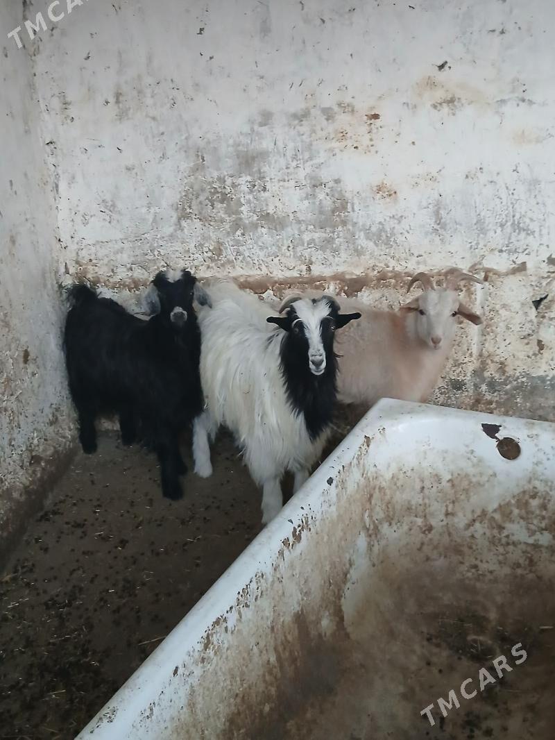 cebiṣler - Bäherden - img 3