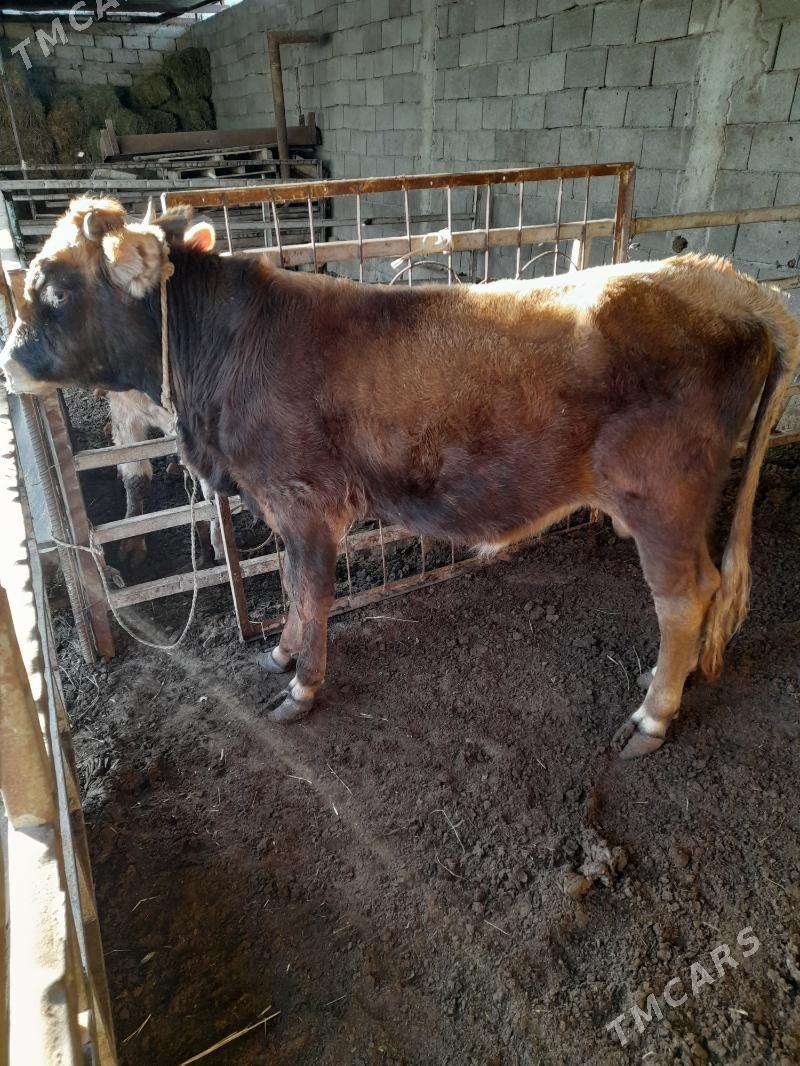 ökuz - Анев - img 6