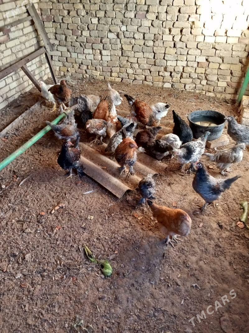 towuk - Мары - img 2