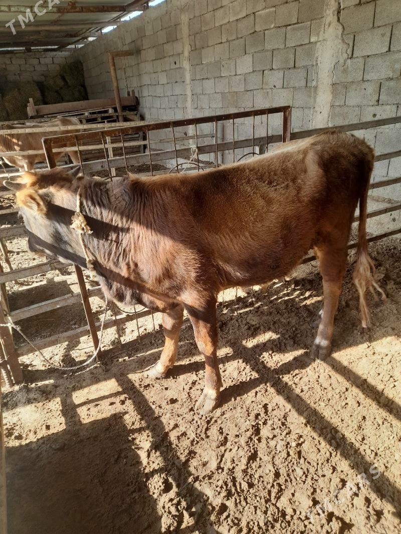 ökuz - Анев - img 2