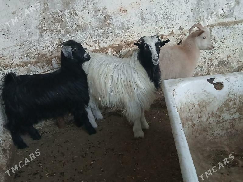 cebiṣler - Bäherden - img 2