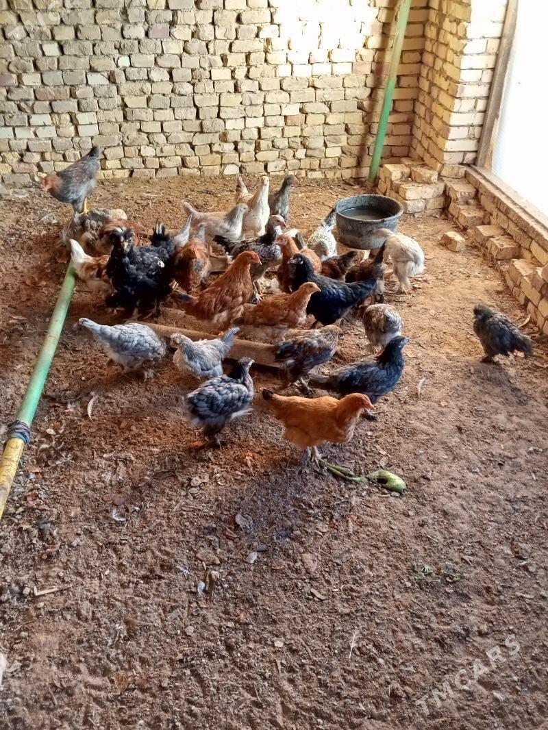 towuk - Мары - img 3