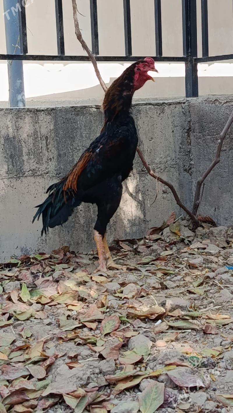 taskent - Анев - img 2