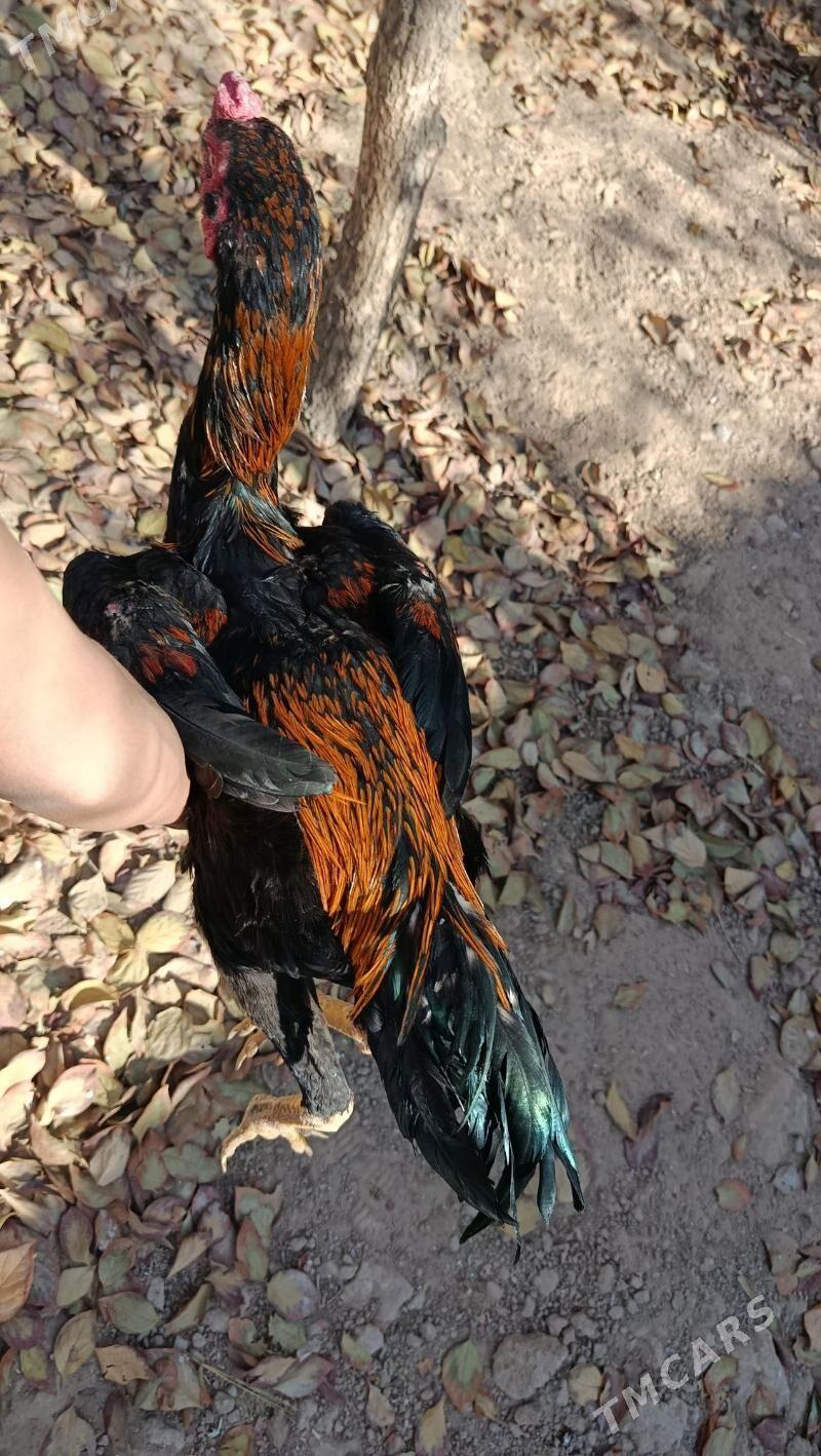 taskent - Анев - img 5