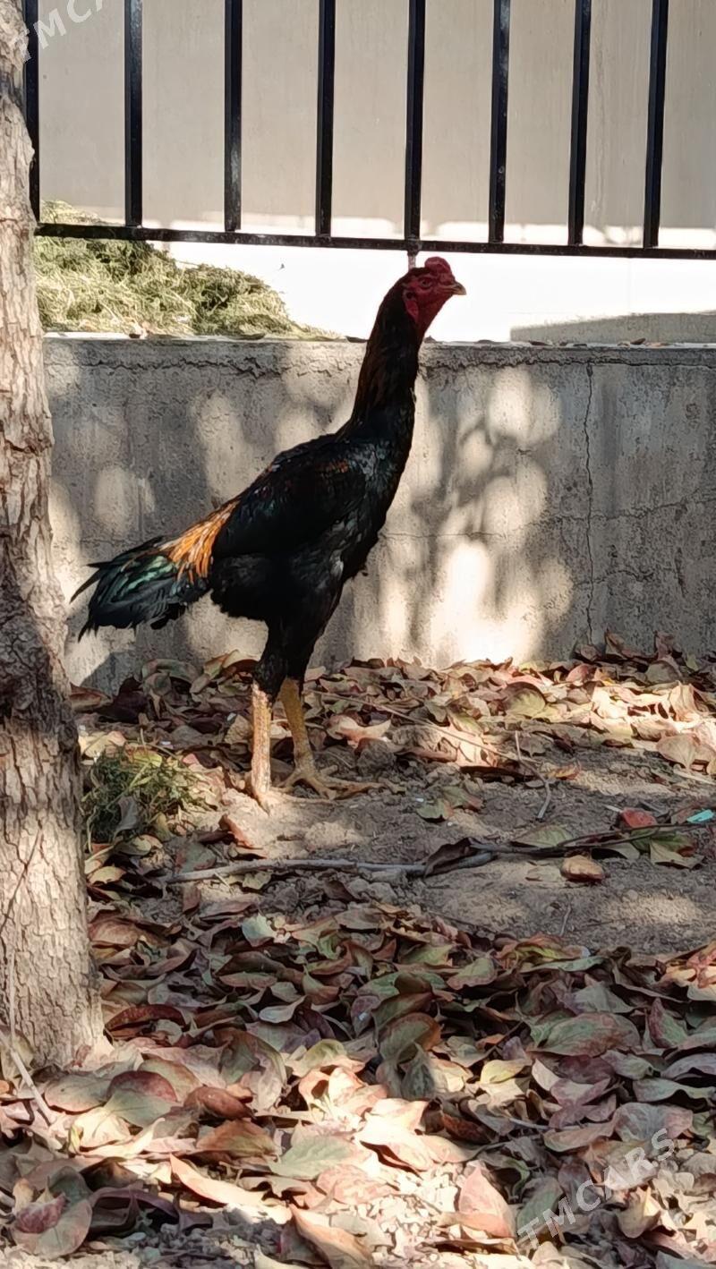 taskent - Анев - img 3