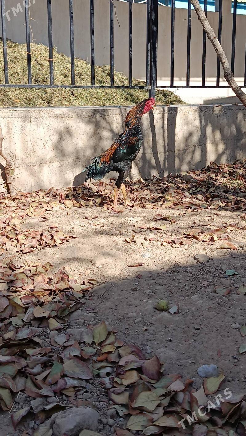 taskent - Анев - img 4