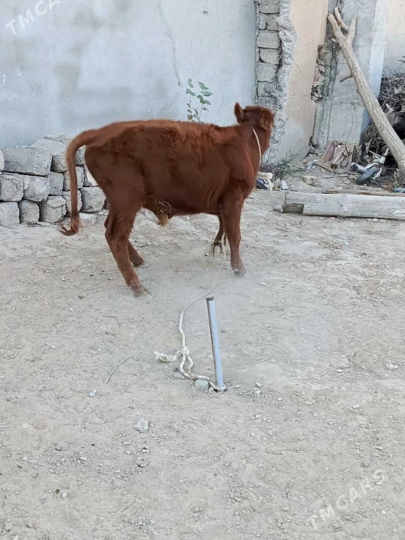 öküz şwes - Бузмеин - img 2