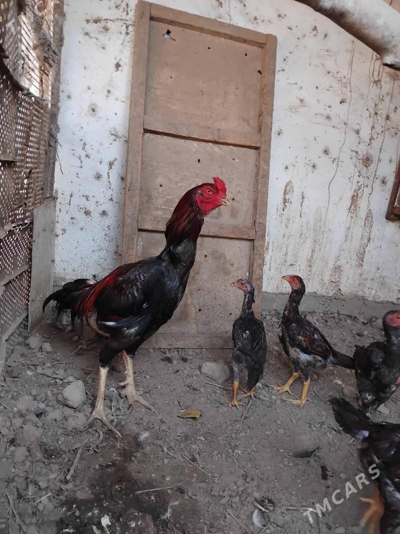 baysow horaz - Çärjew - img 3