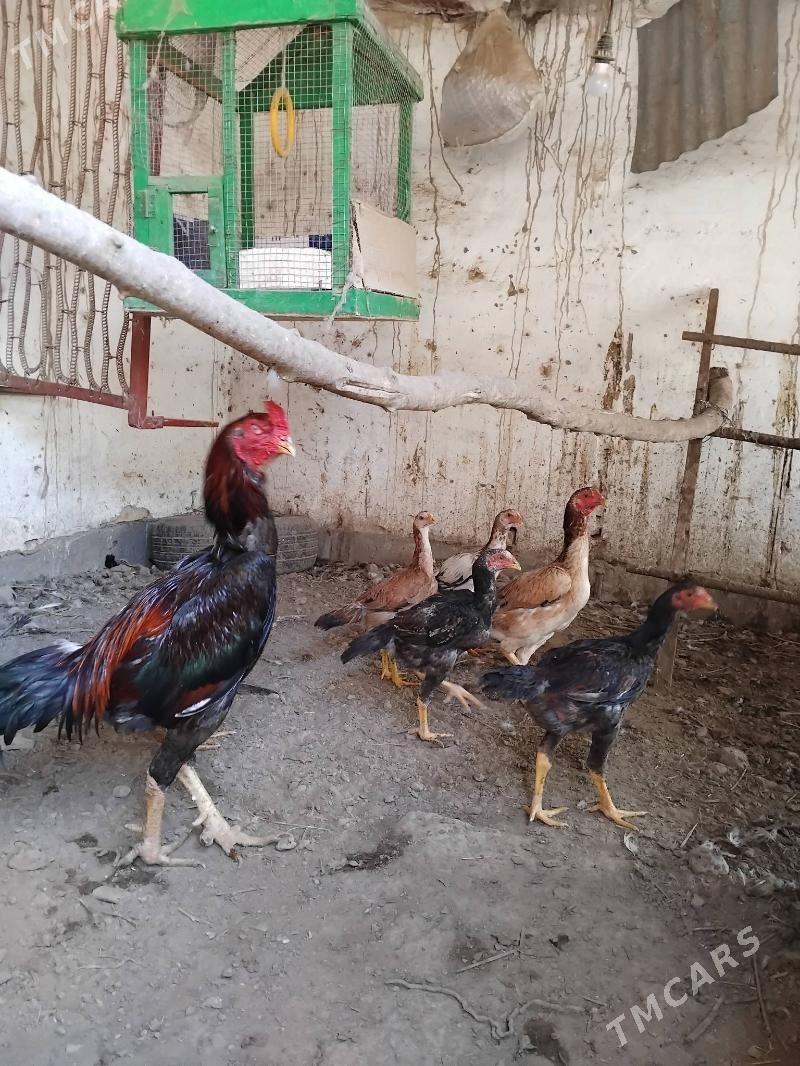 baysow horaz - Çärjew - img 2