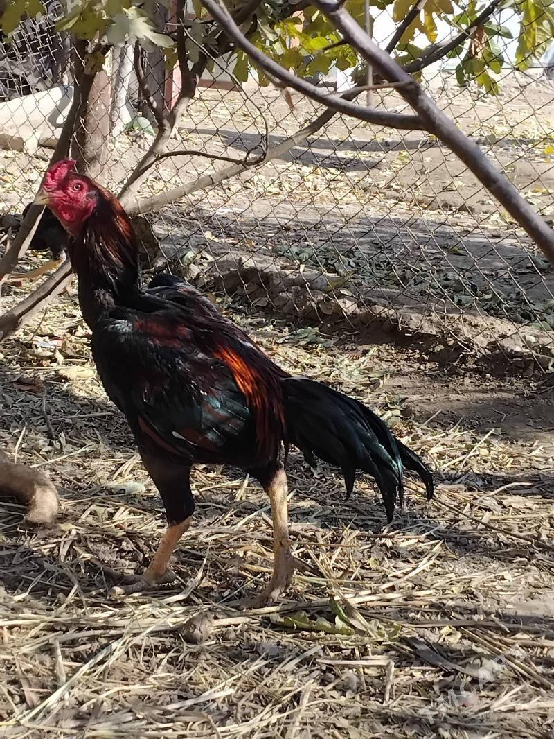 baysow horaz - Çärjew - img 1