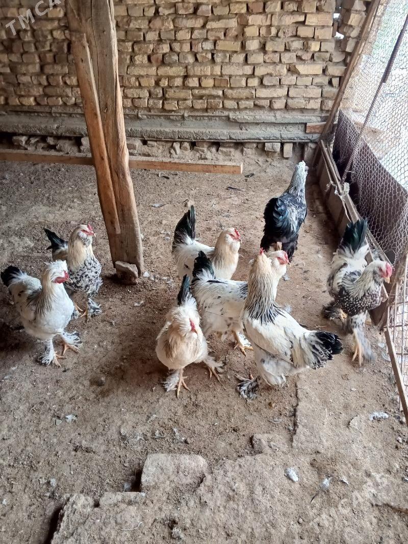 towuk - Mary - img 1