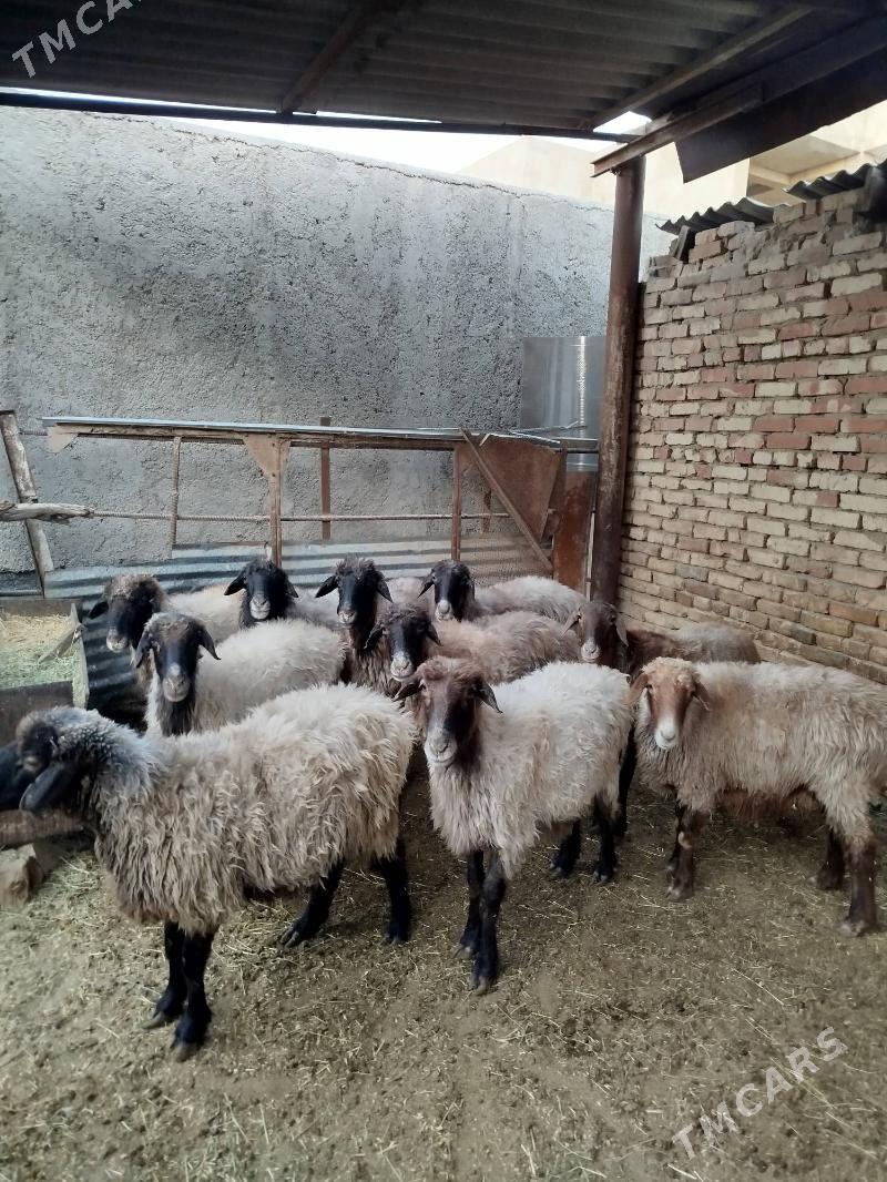 Goýunlar - Мары - img 1