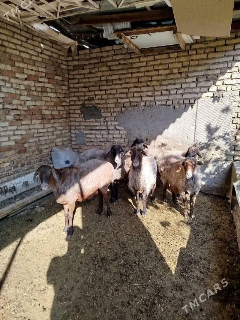 Goýunlar - Мары - img 3