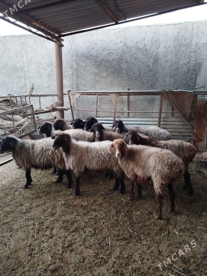 Goýunlar - Мары - img 2