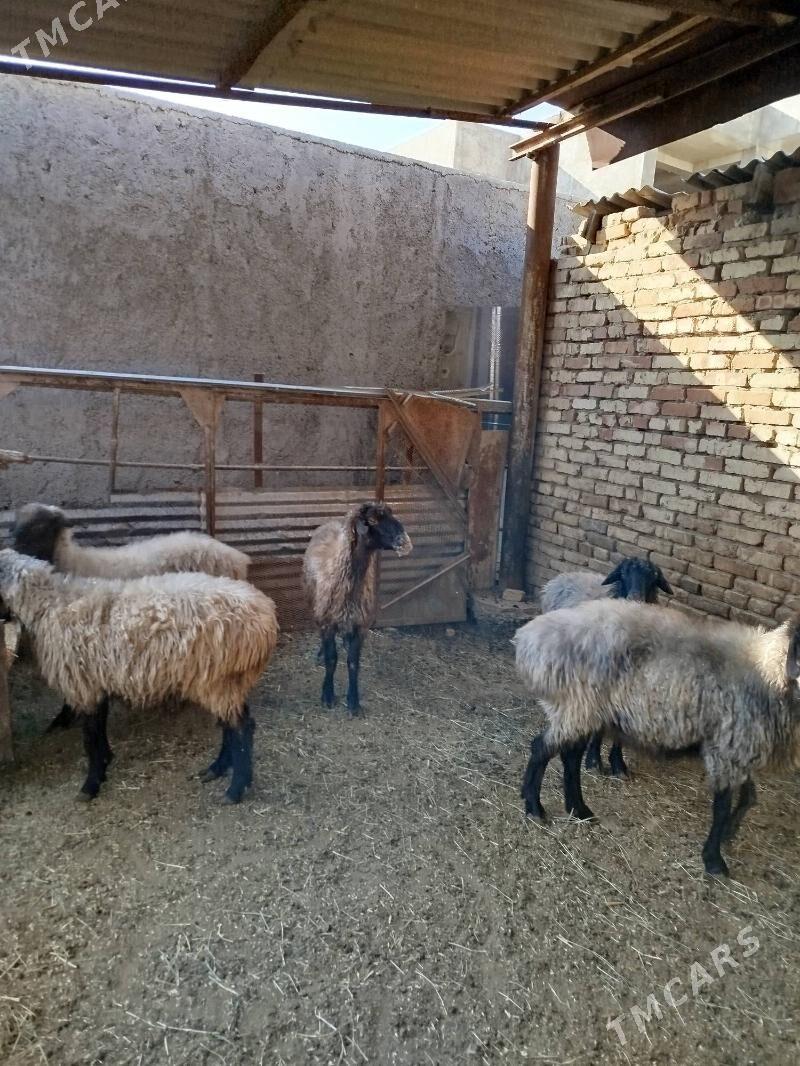 Goýunlar - Мары - img 4