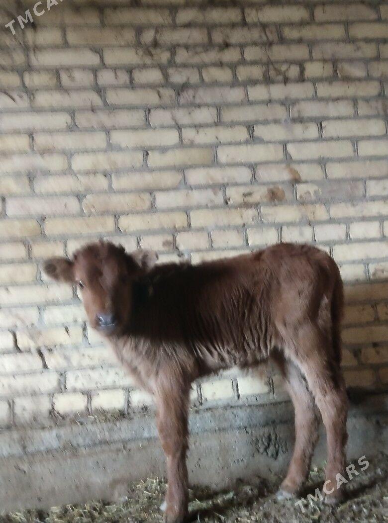 араса бурлат саглык сыгыр - Чарджоу - img 6