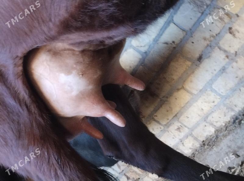 араса бурлат саглык сыгыр - Чарджоу - img 3