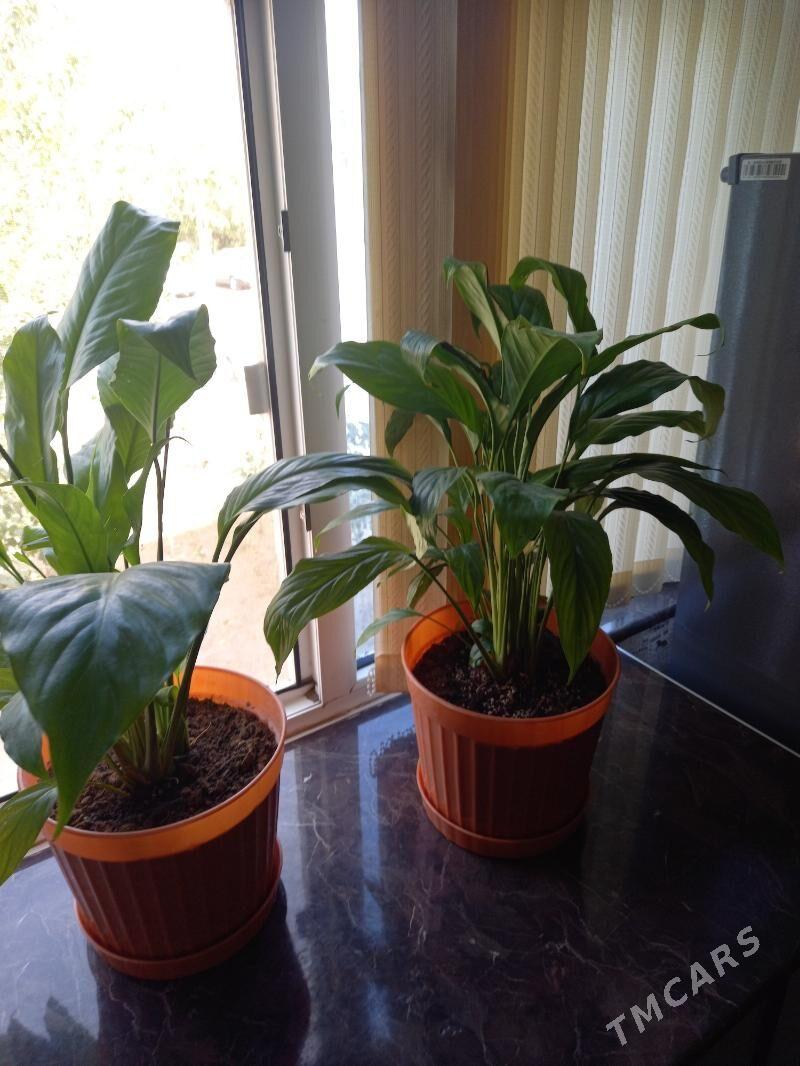 4mkr 3/2etažy 2kom - 4 mkr - img 10