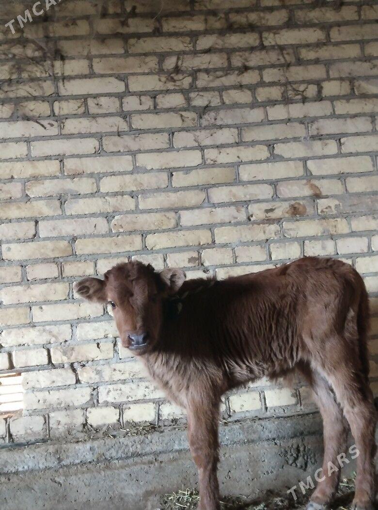 араса бурлат саглык сыгыр - Чарджоу - img 4